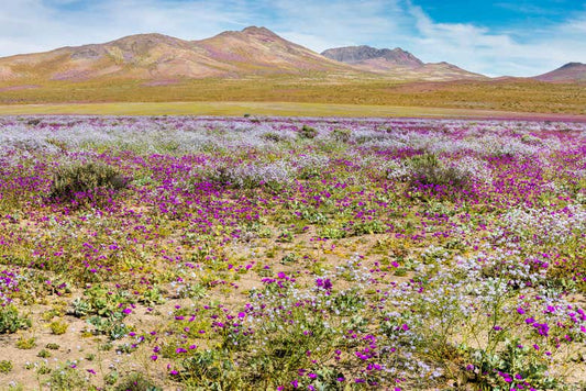 Copiapó, Chile — South America Overland Guide